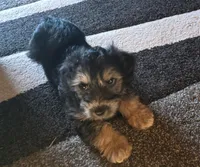 Teddy, a male Morkie for sale in Laurens sc, LAURENS SC – Photo 2 of 4