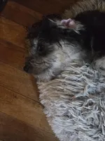 Teddy, a male Maltipoo and Yorkipoo for sale in Laurens, SC – Photo 2 of 7