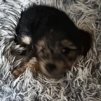 Teddy, a male Morkie for sale in Laurens, SC – Photo 1 of 5