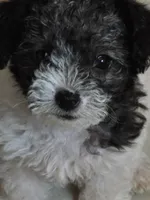 Pokey, a male Maltipoo and Yorkipoo for sale in Laurens, SC – 2 of 5