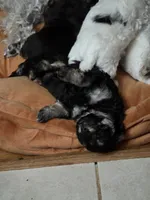 Stasha, a female Poodle - Multi-Colored Standard and Yorkshire Terrier for sale in Laurens, SC – 4 of 4