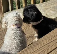 Benson , a male Maltipoo for sale in Laurens, SC – 2 of 10