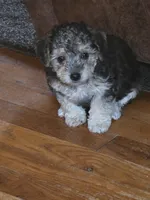 Lil bit, a female Poodle - Multi-Colored Standard and Yorkshire Terrier for sale in Laurens, SC – 4 of 5