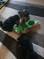 Benson , a male Yorkipoo for sale in Laurens, SC – 10 of 10