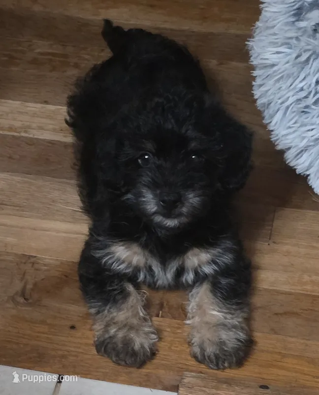 Chunky  – Yorkipoo puppy for sale in Laurens, SC