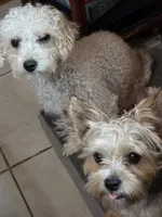 Chunky , a male Poodle - Multi-Colored Standard and Yorkshire Terrier for sale in Laurens, SC – 2 of 5
