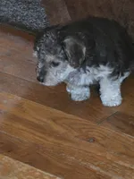 Lil bit, a female Poodle - Multi-Colored Standard and Yorkshire Terrier for sale in Laurens, SC – 2 of 5
