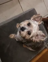 Benson , a male Yorkipoo for sale in Laurens, SC – 8 of 10