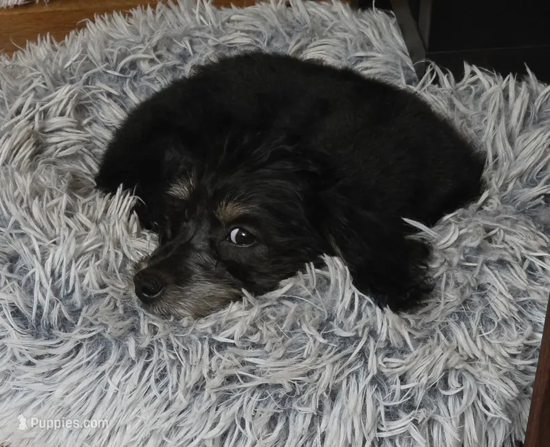 Benson  – Yorkipoo puppy for sale in Laurens, SC