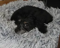 Benson , a male Maltipoo for sale in Laurens, SC – 1 of 10