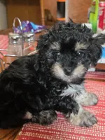 Stasha, a female Poodle - Multi-Colored Standard and Yorkshire Terrier for sale in Laurens, SC – 2 of 4