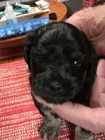 Chunky , a male Poodle - Multi-Colored Standard and Yorkshire Terrier for sale in Laurens, SC – 3 of 5