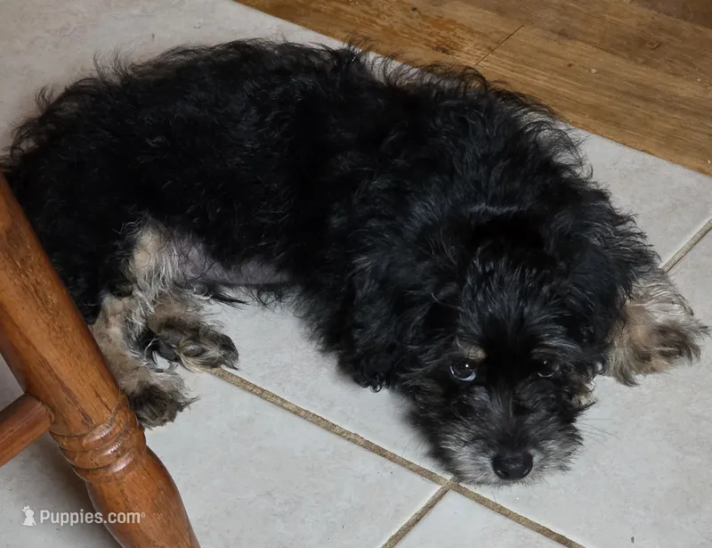 Benson  – Yorkipoo puppy for sale in Laurens, SC