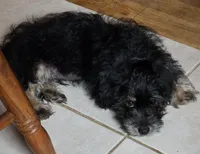Benson , a male Maltipoo for sale in Laurens, SC – 4 of 10