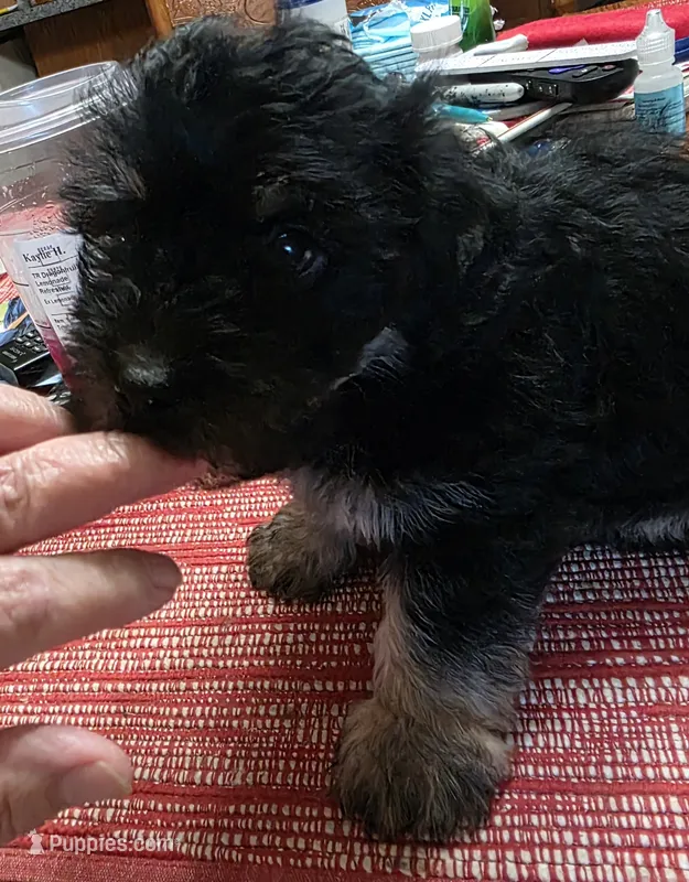 Chunky  – Poodle - Multi-Colored Standard, Yorkshire Terrier puppy for sale in Laurens, SC