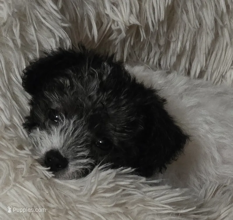 Pokey – Maltipoo, Yorkipoo puppy for sale in Laurens, SC