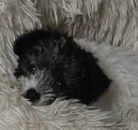 Pokey, a male Maltipoo and Yorkipoo for sale in Laurens, SC – 1 of 5