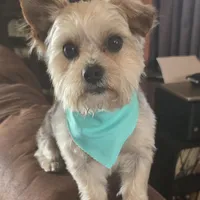 Brut, a male Morkie for sale in Laurens, SC – Photo 4 of 5