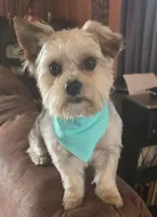 Brut, a male Morkie for sale in Laurens sc, LAURENS SC – Photo 4 of 4