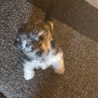 Brut, a male Morkie for sale in Laurens, SC – Photo 2 of 5