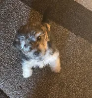 Brut, a male Morkie for sale in Laurens sc, LAURENS SC – Photo 2 of 4