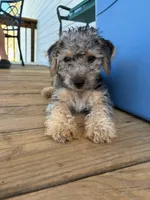 Brut, a male Morkie for sale in Laurens, SC – Photo 5 of 5