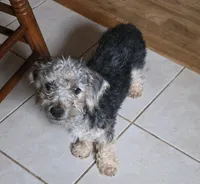 Brut, a male Maltipoo and Yorkipoo for sale in Laurens, SC – Photo 1 of 6