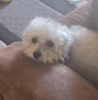 Brut, a male Morkie for sale in Laurens sc, LAURENS SC – Photo 3 of 4