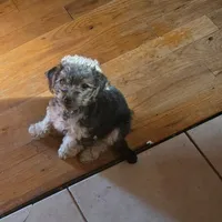 Brut, a male Morkie for sale in Laurens, SC – Photo 1 of 5