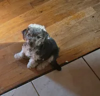 Brut, a male Morkie for sale in Laurens sc, LAURENS SC – Photo 1 of 4