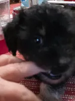 Benson , a male Yorkipoo for sale in Laurens, SC – 9 of 10