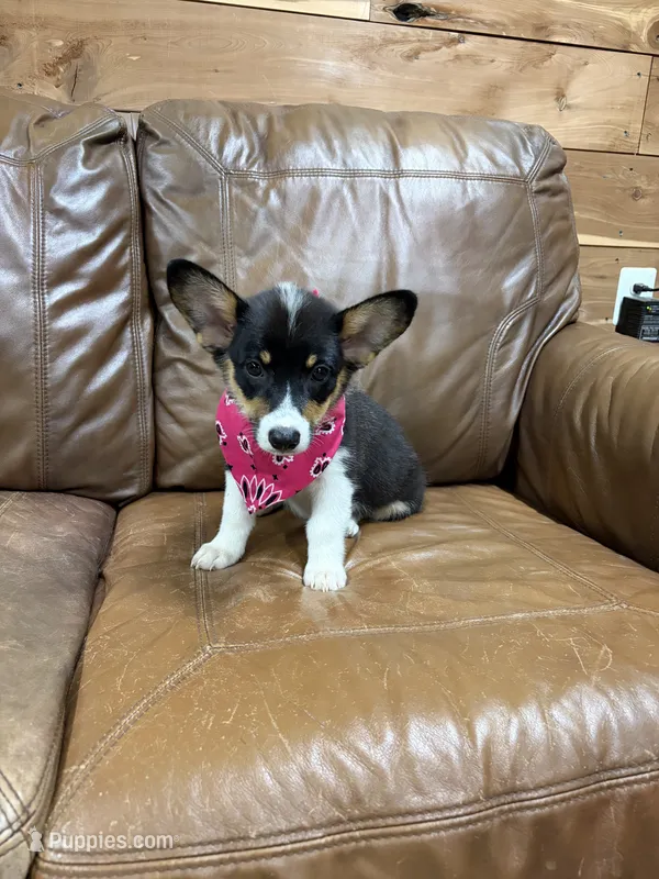 Penny – Pembroke Welsh Corgi puppy for sale in Auburn, KY