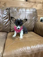 Penny, a female Pembroke Welsh Corgi for sale in Auburn, KY – 1 of 2