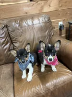 Penny, a female Pembroke Welsh Corgi for sale in Auburn, KY – 2 of 2