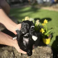 Zeus, a male Miniature Schnauzer for sale in Tacoma, WA – Photo 2 of 5