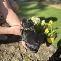 Zeus, a male Miniature Schnauzer for sale in Tacoma, WA – Photo 3 of 5