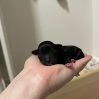 Zeus, a male Miniature Schnauzer for sale in Tacoma, WA – Photo 4 of 5