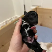 Zeus, a male Miniature Schnauzer for sale in Tacoma, WA – Photo 5 of 5