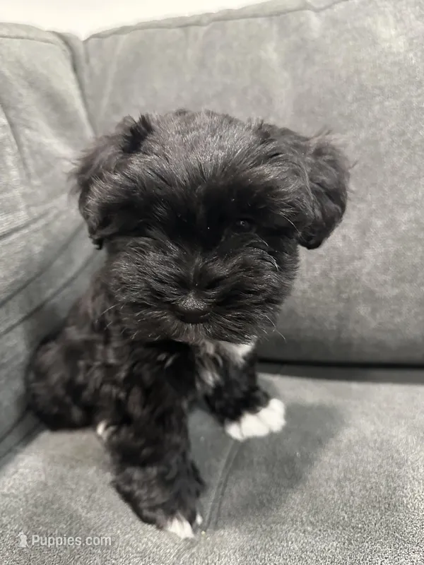 Zeus – Miniature Schnauzer puppy for sale in Tacoma, WA