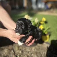 Zeus, a male Miniature Schnauzer for sale in Tacoma, WA – Photo 1 of 5