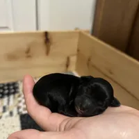 Hermes, a male Miniature Schnauzer for sale in Tacoma, WA – Photo 5 of 5