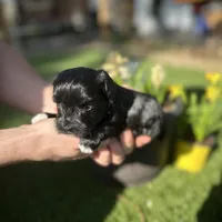 Hermes, a male Miniature Schnauzer for sale in Tacoma, WA – Photo 1 of 5