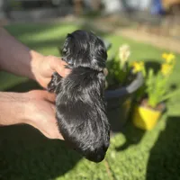 Hermes, a male Miniature Schnauzer for sale in Tacoma, WA – Photo 3 of 5