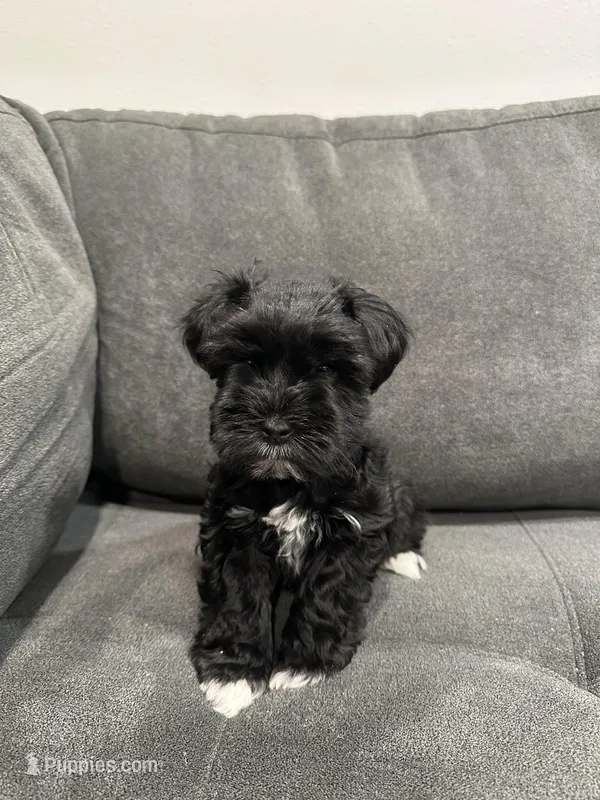 Hermes – Miniature Schnauzer puppy for sale in Tacoma, WA