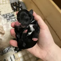 Hermes, a male Miniature Schnauzer for sale in Tacoma, WA – Photo 4 of 5