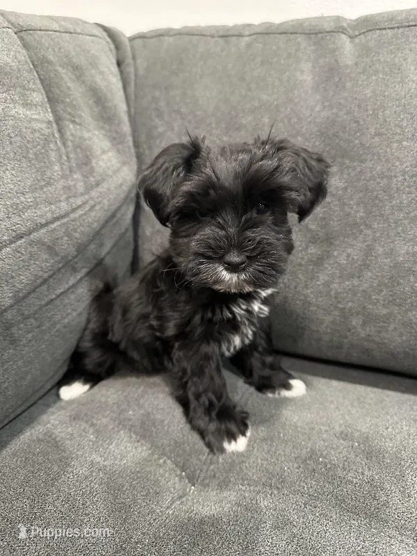 Hera – Miniature Schnauzer puppy for sale in Tacoma, WA