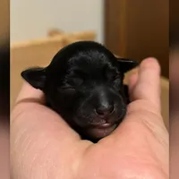 Hera, a female Miniature Schnauzer for sale in Tacoma, WA – Photo 5 of 6