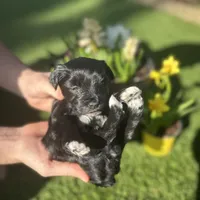 Hera, a female Miniature Schnauzer for sale in Tacoma, WA – Photo 3 of 6