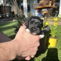 Hera, a female Miniature Schnauzer for sale in Tacoma, WA – Photo 2 of 6