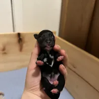 Hera, a female Miniature Schnauzer for sale in Tacoma, WA – Photo 6 of 6